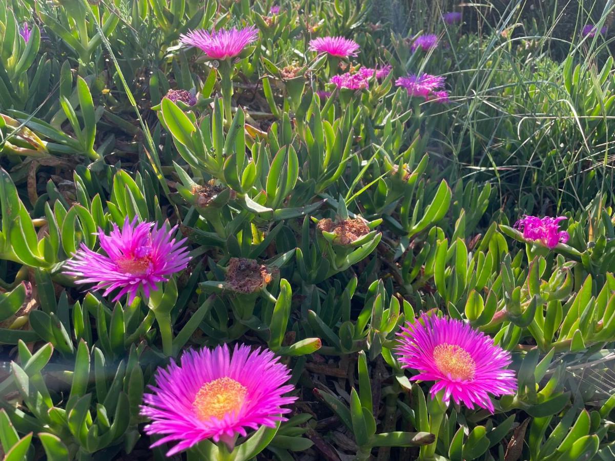 Appartamento In Villa Con Giardino Vicino Al Mare Bella Farnia Екстер'єр фото